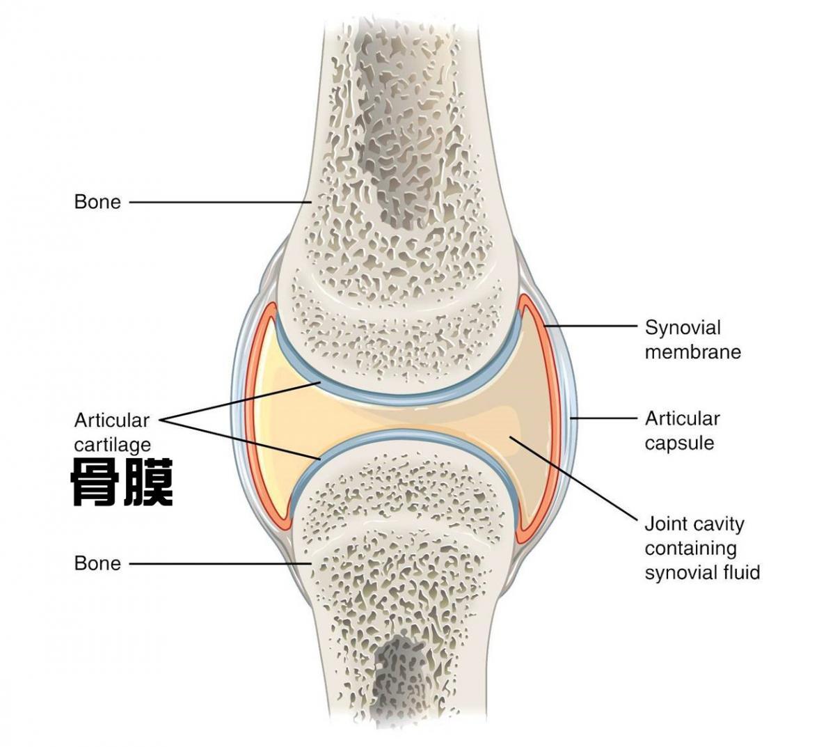 온고지신(溫故知新), 왕회장님은 글로벌 파트너를 위해 네 가지 신제품의 기능과 독보적인 시장 우세를 설명圖細胞營養之1